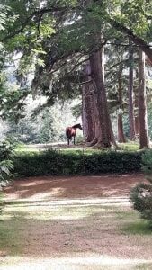 Powerscourt Estate Wicklow Ireland